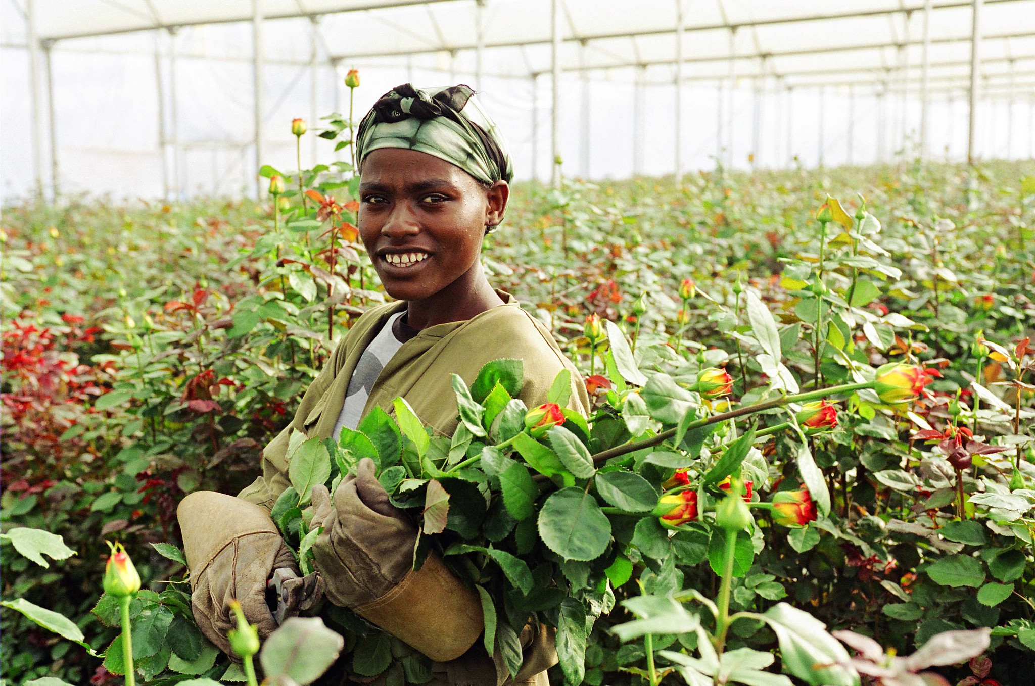 ILO and partners advance standardized wage framework for Ethiopia’s horticulture sector